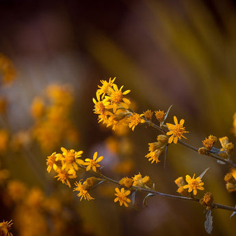 Extracto de Arnica
