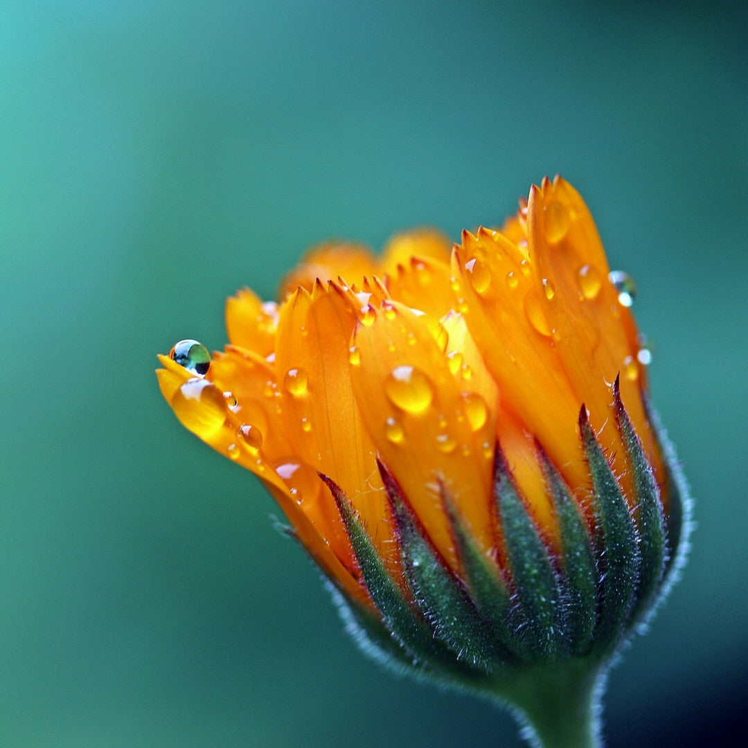 Extracto de Calendula