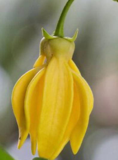 Aceite Puro de Ylang Ylang