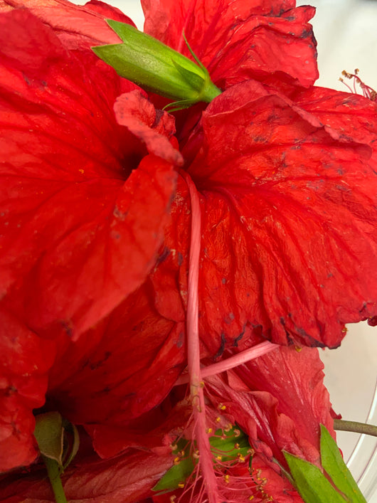 Aceite de Amapola