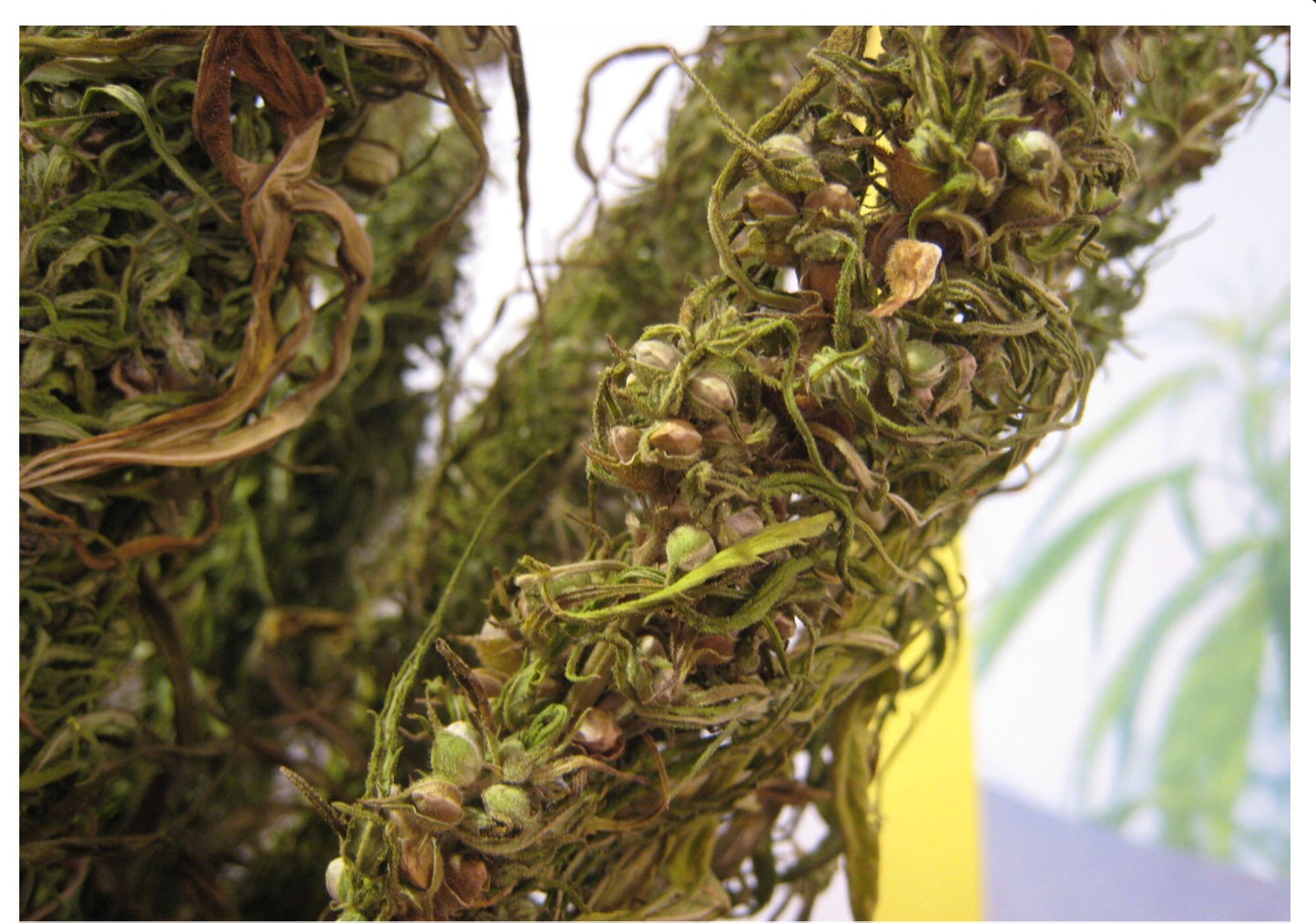 Aceite de Cañamo prensado en frío