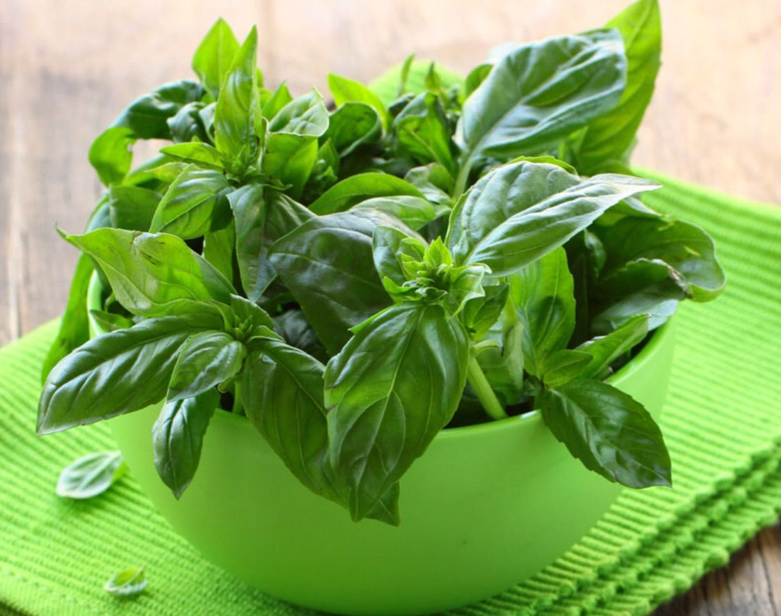 Aceite esencial de Albahaca