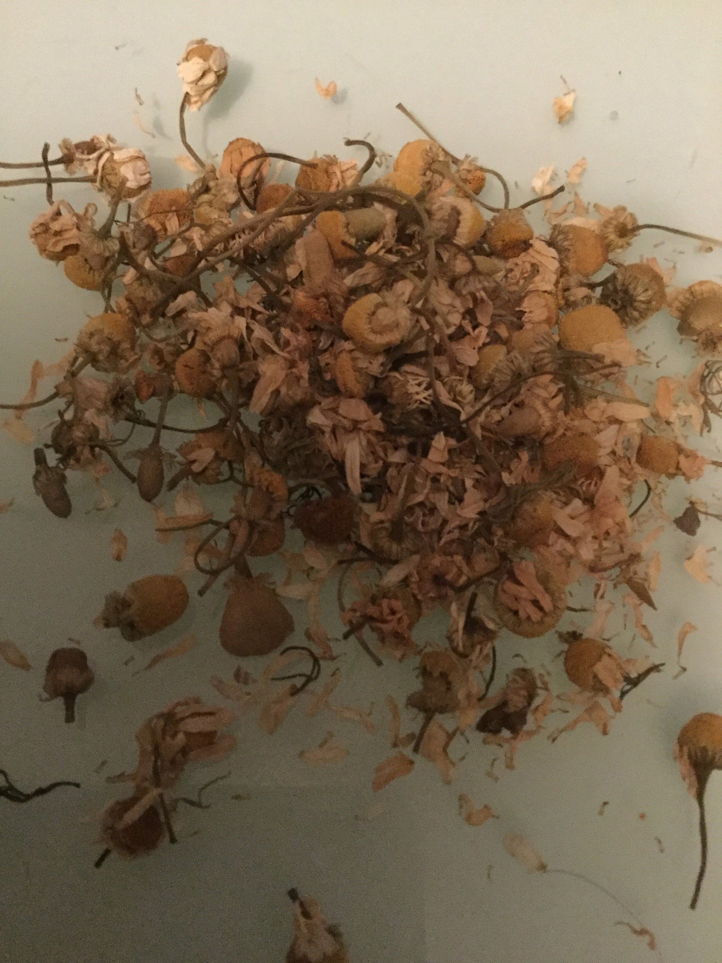 Extracto de Camomila