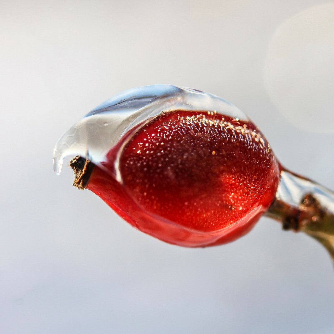 Extracto de Rosa Mosqueta