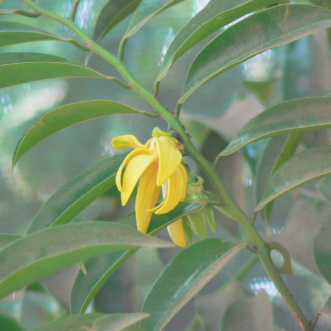 Fragancia de Ylang Ylang