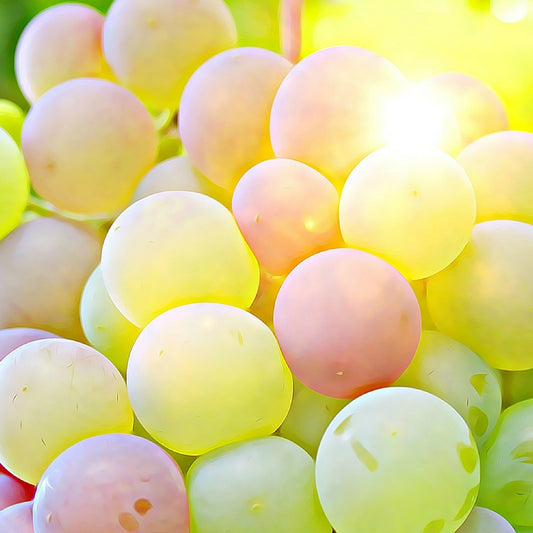 Aceite Base de Semillas de Uvas (Grapeseed)