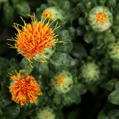 Aceite de Cartamo Safflower