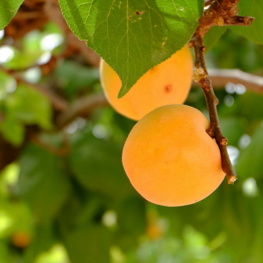 Aceite Base de Albaricoque