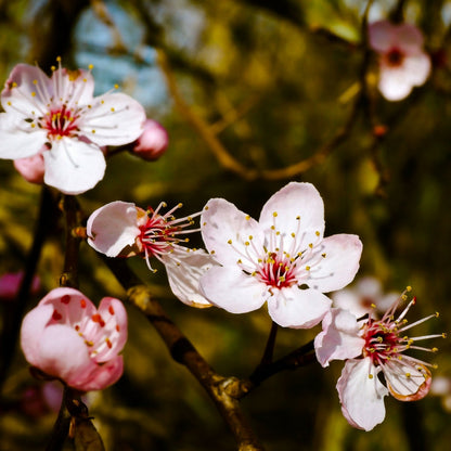 Aceite Base de Almendras Dulces