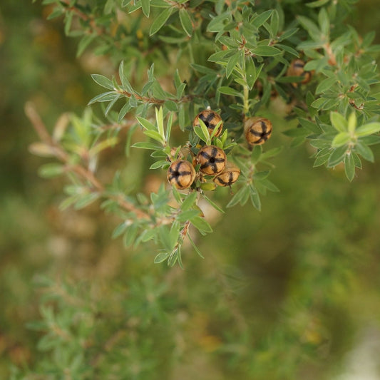 Aceite Esencial de Arbol de Te 