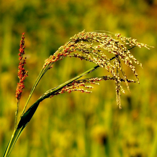 Aceite Base de Arroz