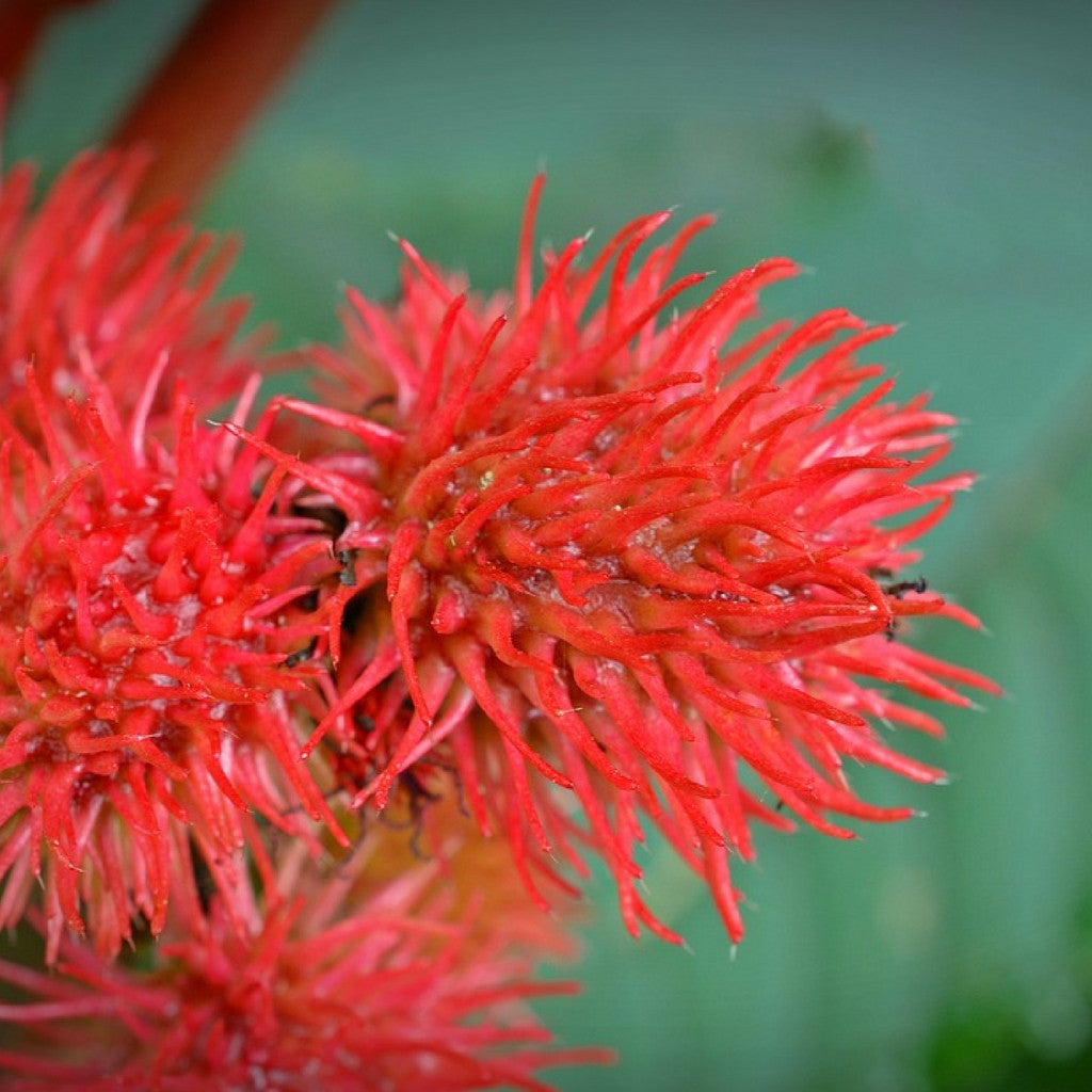 Aceite Base de Castor (Ricino)