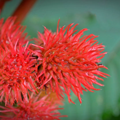 Aceite Base de Castor (Ricino)