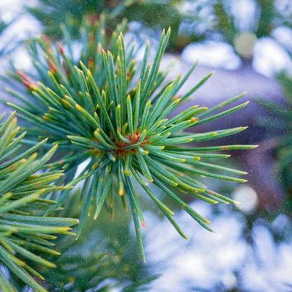 Aceite Esencial de Cedro