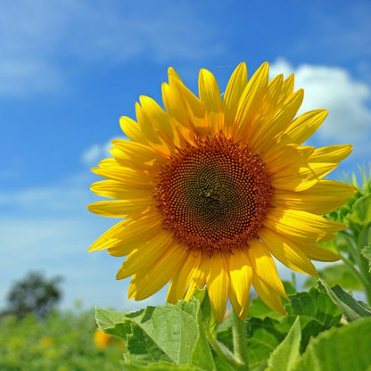 Aceite Base de Girasol Prensado