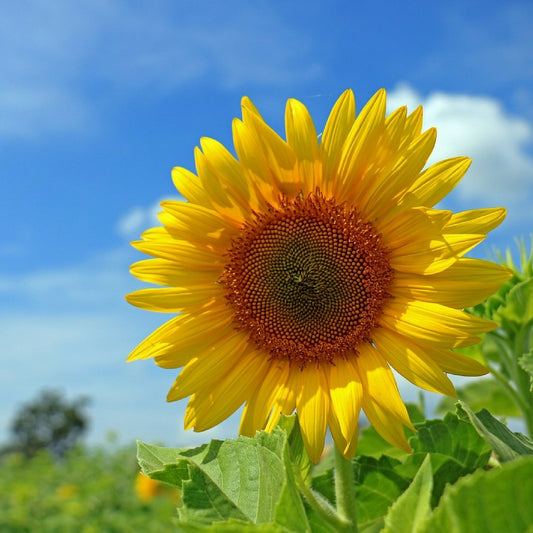 Aceite Base de Girasol Prensado