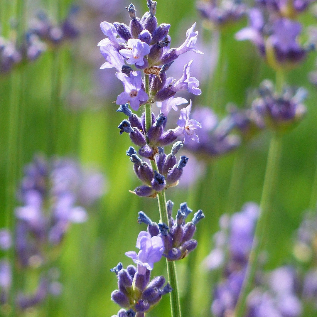 Aceite Esencial de Lavanda