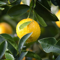 Aceite Esencial de Limon 