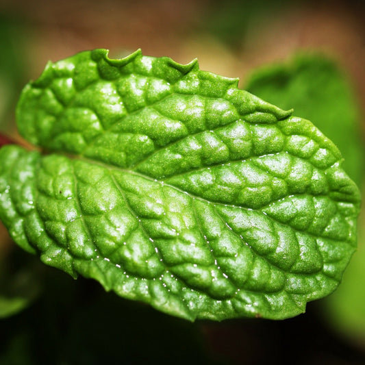 Aceite Esencial de Menta Piperita 