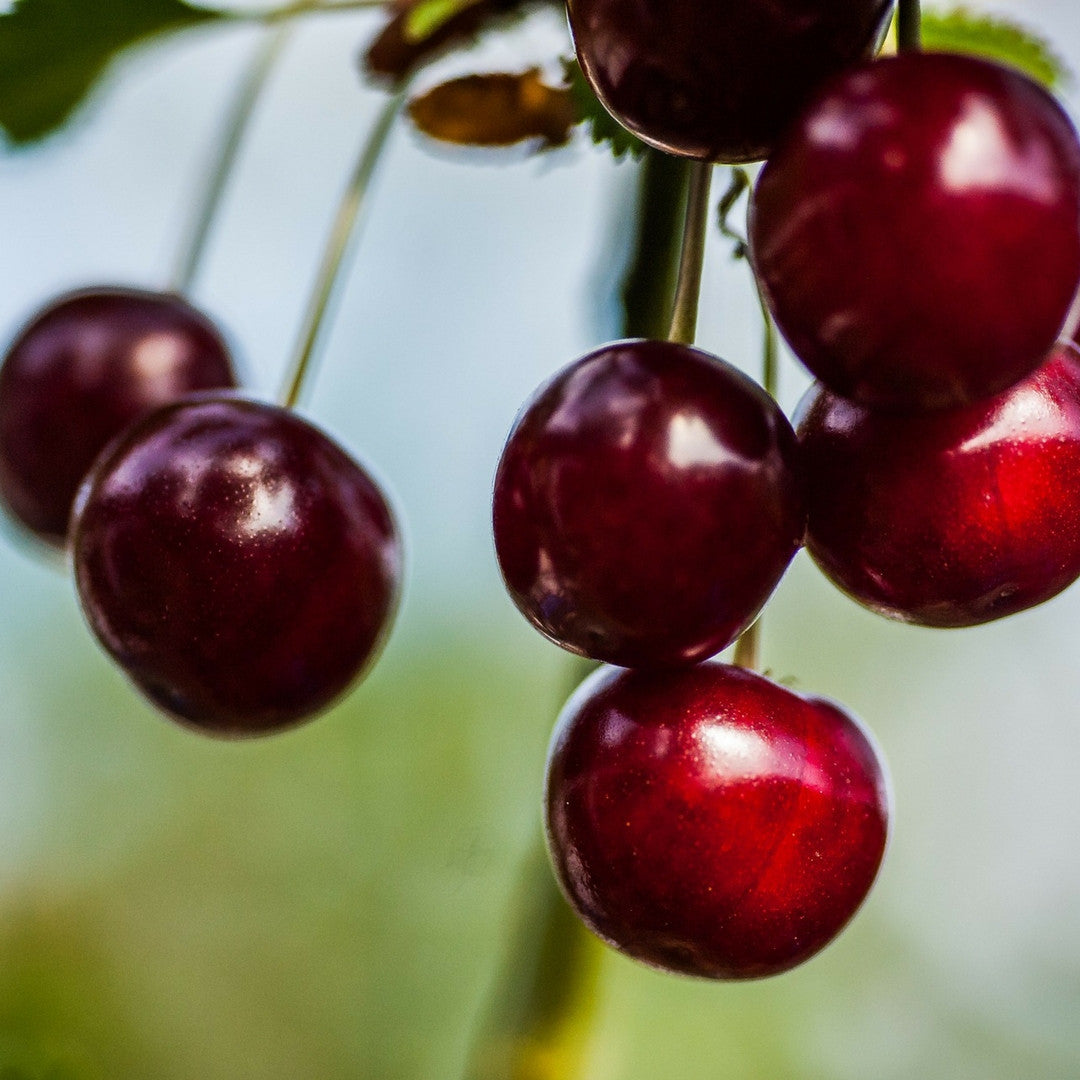Fragancia de Black Cherry