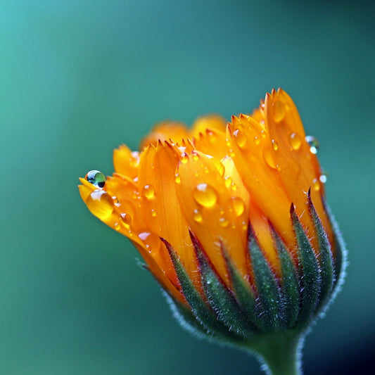 Extracto de Calendula