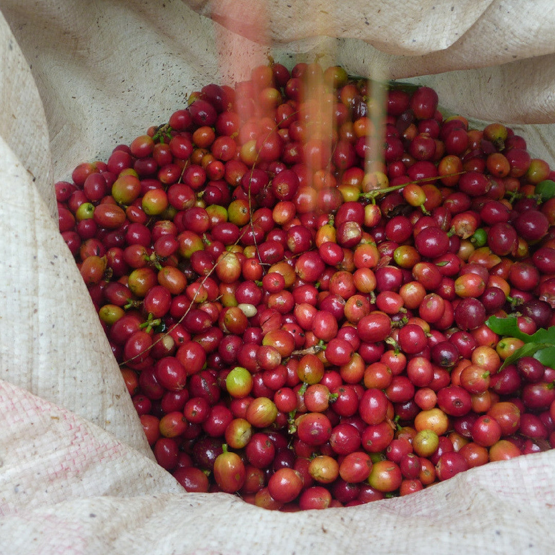 Fragancia de Camu Camu