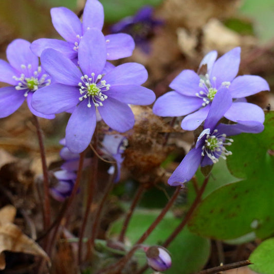 Extracto de Centella Asiática