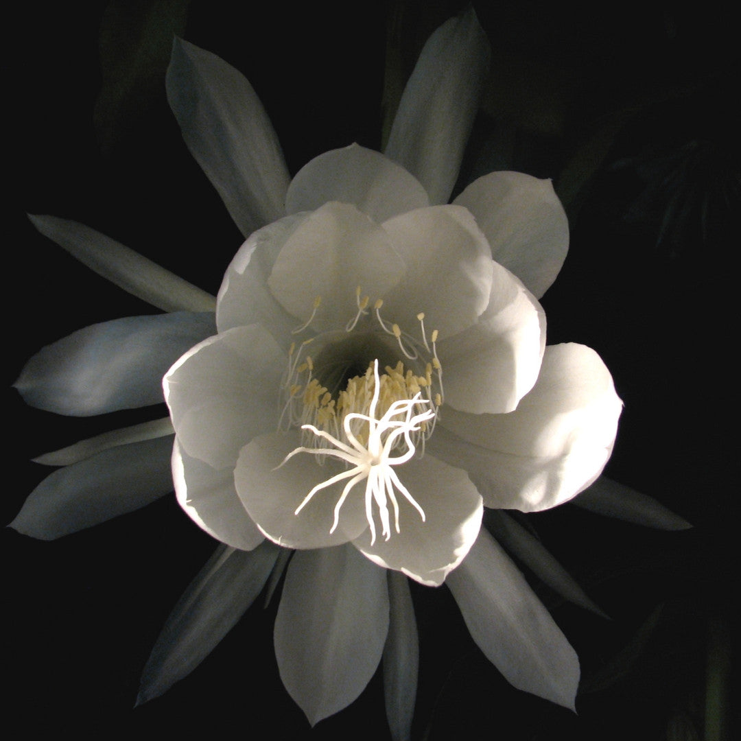 Fragancia de Dama de Noche