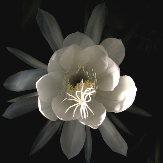 Fragancia de Dama de Noche