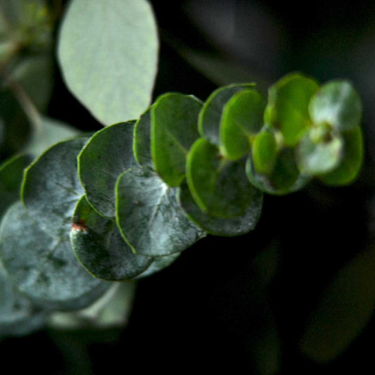 Fragancia de Eucalipto 