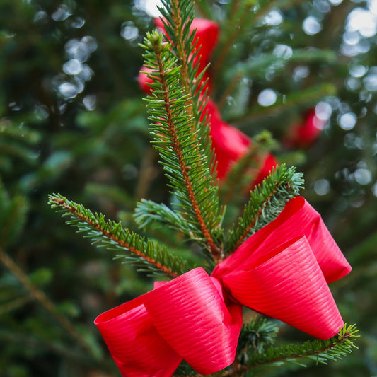 Fragancia de Árbol de Navidad Recién Cortado