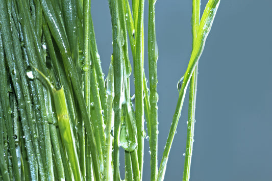 Extracto de Te de Limón