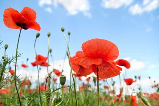 Fragancia Cielo Azul de Verano
