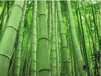 Fragancia de Bambú