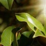 Aceite Esencial de Clavos