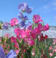 Fragancia Gardens Sweet Pea