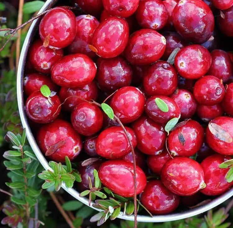 Fragancia Cranberry Woods BBW Type