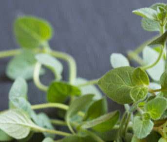 Aceite Esencial de Orégano