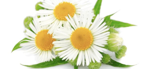 Extracto de Manzanilla