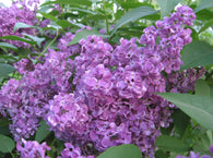 Fresh Cut Lilacs (fragancia)