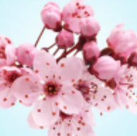 Fragancia Cherry Blossom