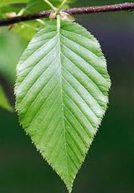 Aceite esencial de Sweet Birch (Betula lenta)