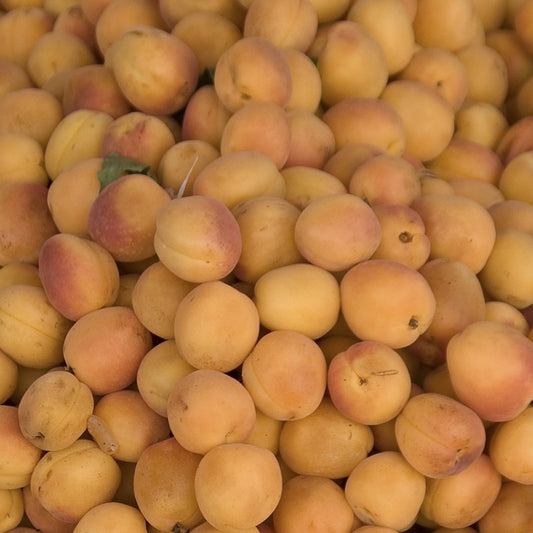 Fragancia Aprés Apricot