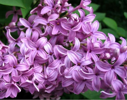Fragancia True Lilac