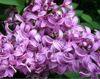 Fragancia True Lilac