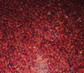 Cranberry Seeds (exfoliante)