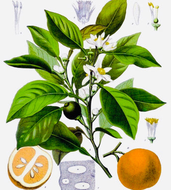 Fragancia de Neroli