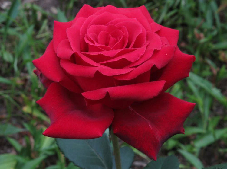 Aceite Esencial de Rosas