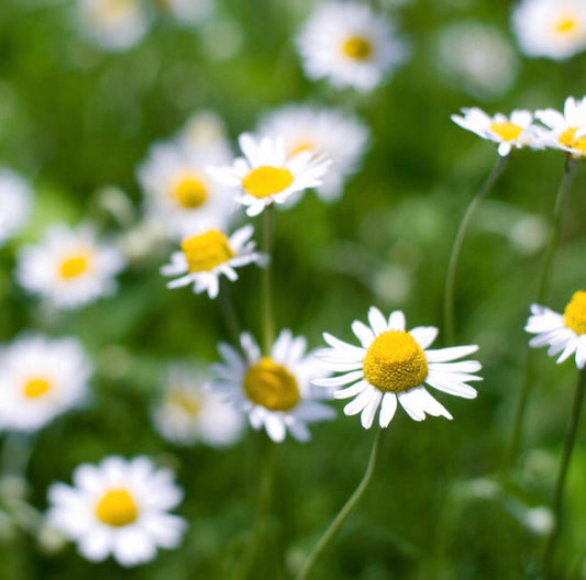 Aceite esencial de Camomila Romana