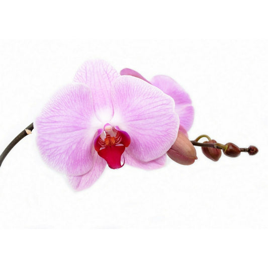 Fragancia de Nectar de Orquideas 